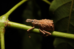 Leptopius orthodoxus