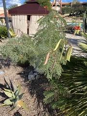 Erythrostemon gilliesii