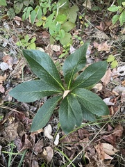 Helleborus orientalis