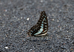 Graphium eurypylus