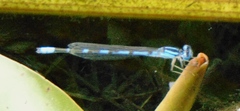 Enallagma praevarum