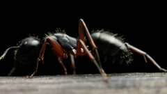 Camponotus hartogi