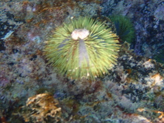 Lytechinus semituberculatus