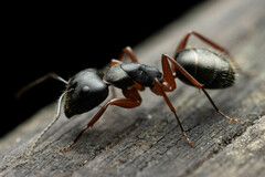 Camponotus hartogi