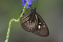 Euploea algea