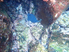 Microspathodon dorsalis