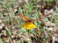 Euphydryas aurinia beckeri