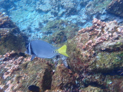 Prionurus laticlavius