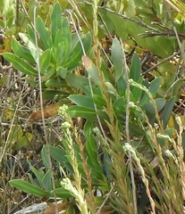 Bupleurum gibraltaricum
