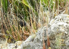 Petrosedum sediforme