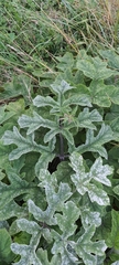 Heracleum sphondylium