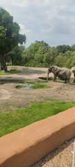 Elephantidae