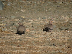Metriopelia melanoptera