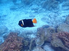 Holacanthus passer