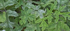 Heracleum sphondylium