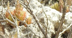 Petrosedum sediforme