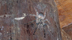 Tapinauchenius