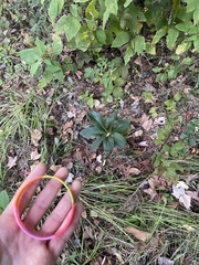Helleborus orientalis