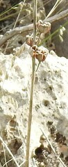 Asphodelus