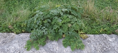 Heracleum sphondylium