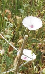 Convolvulus althaeoides