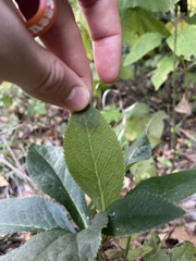 Helleborus orientalis