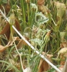 Urospermum picroides