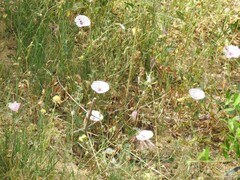 Urospermum picroides