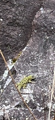 Sceloporus malachiticus