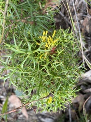 Isopogon ceratophyllus