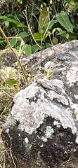 Sceloporus malachiticus