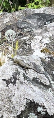 Sceloporus malachiticus