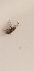 Sitophilus