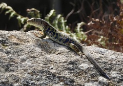 Timon lepidus lepidus