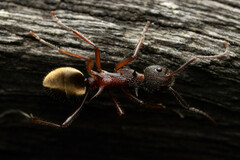 Dolichoderus extensispinus