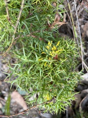 Isopogon ceratophyllus