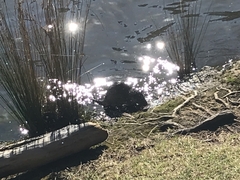 Hydromys chrysogaster
