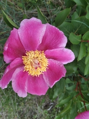 Paeonia broteri