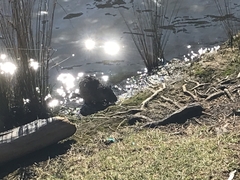 Hydromys chrysogaster
