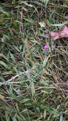 Carduus acanthoides