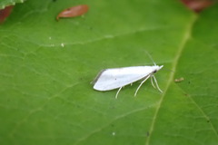 Eucalantica polita