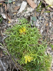 Isopogon ceratophyllus
