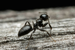 Technomyrmex sophiae