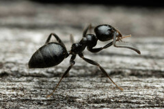 Technomyrmex sophiae