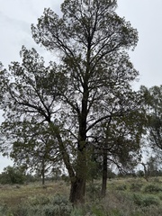 Callitris columellaris