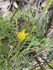 Isopogon ceratophyllus