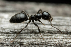 Technomyrmex sophiae