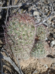 Mammillaria grahamii