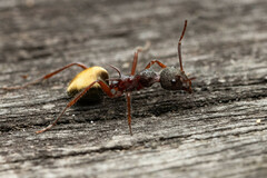 Dolichoderus extensispinus