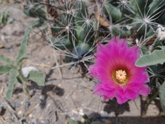 Coryphantha macromeris